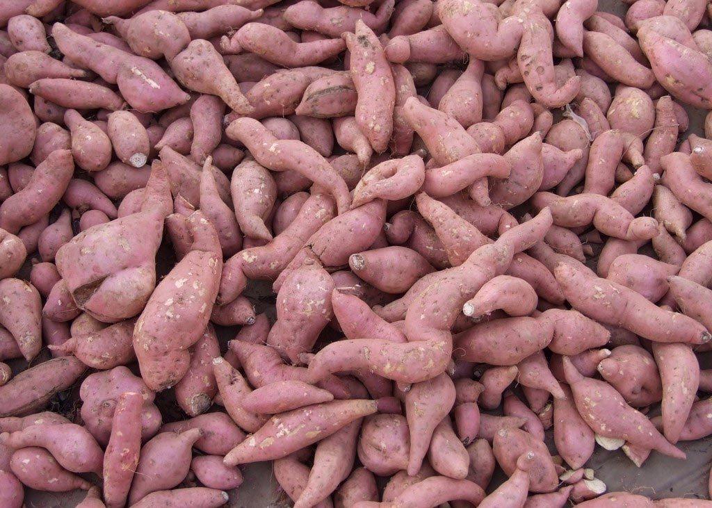 紅薯淀粉加工原料 紅薯淀粉加工原料