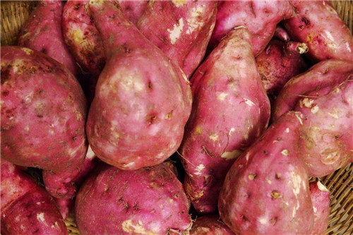 紅薯127.jpg