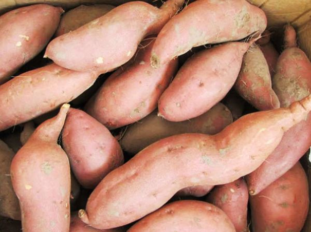 淀粉設(shè)備多少錢