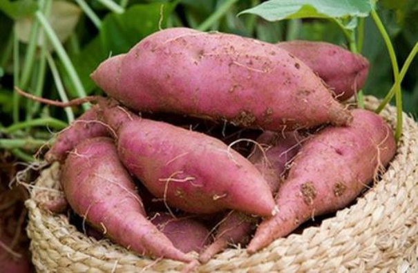 紅薯產業建廠前需準備