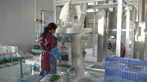 紅薯產業建廠前規劃