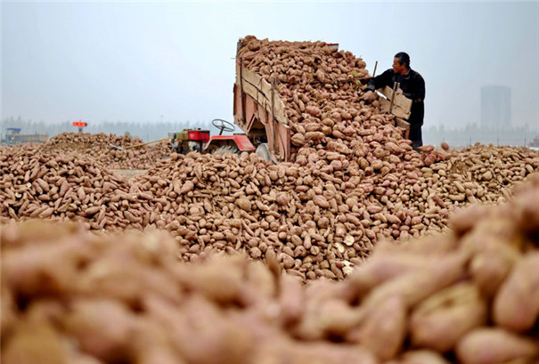 紅薯淀粉加工設備價格-紅薯