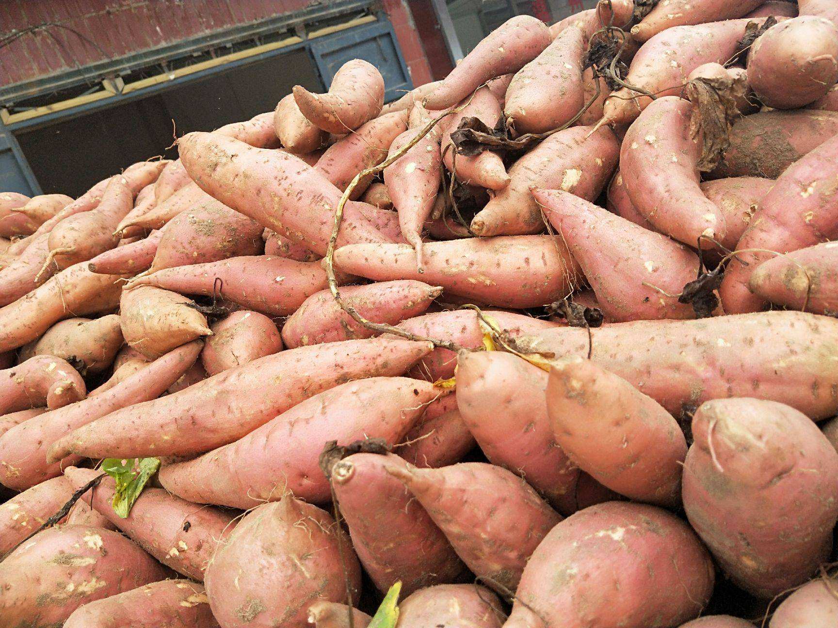 紅薯淀粉加工 紅薯淀粉加工