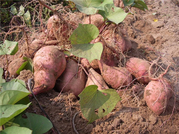 怎樣才能種好紅薯-收獲