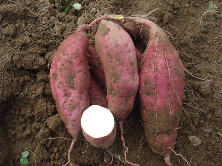 高淀粉加工型紅薯