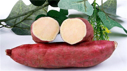 關于鮮紅薯淀粉加工的現狀分析與產業趨勢