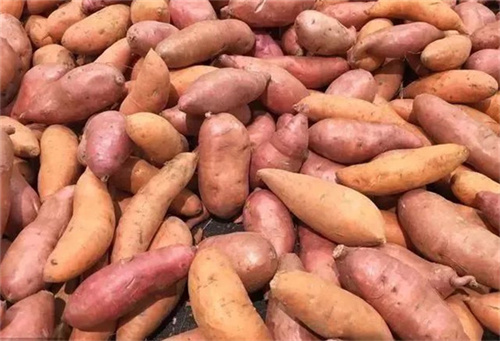 關于鮮紅薯淀粉加工的現狀分析與產業趨勢