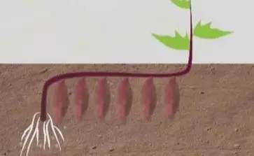 薯苗栽種方法