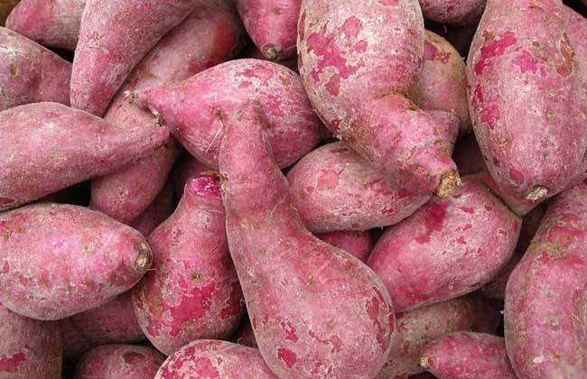 高淀粉專用型紅薯品種