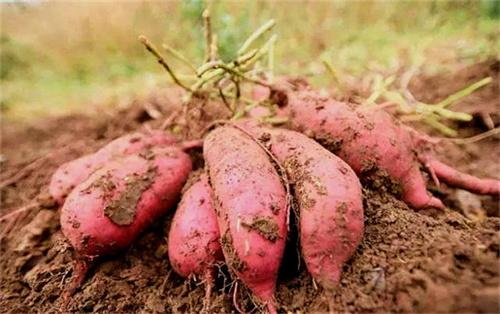 關于鮮紅薯淀粉加工的現狀分析與產業趨勢