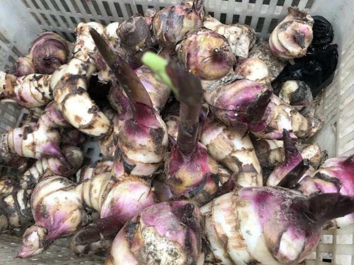 芭蕉芋淀粉的性質(zhì)與淀粉設(shè)備的選用