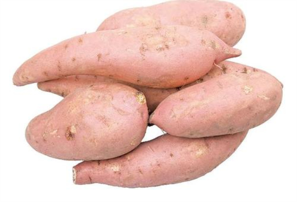 紅薯產業建廠前需準備